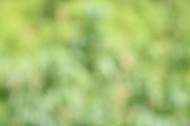 istock Bokeh, green and white leaves 1170721579