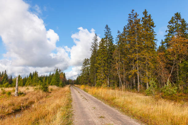 istock Gravel road in the forest 1170722624