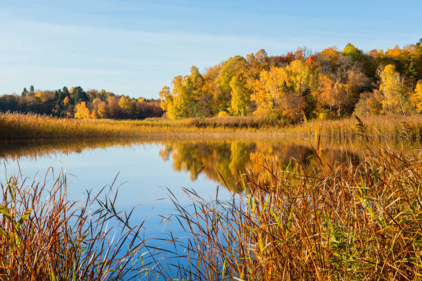 istock Idyllic lake view in autumn 1170722704