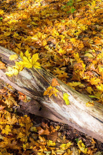 istock Maple leaves on a log in the forest 1170722784