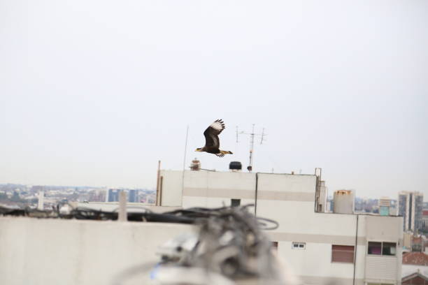 istock Flying Caracara plancus above buildings 1170722814