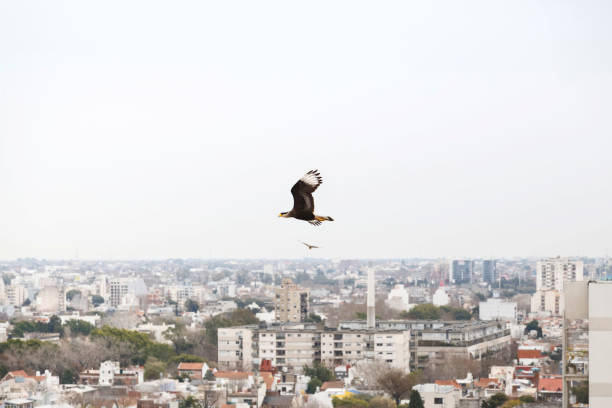 Flying Caracara plancus above buildings at Buenos Aires City, Argentina.