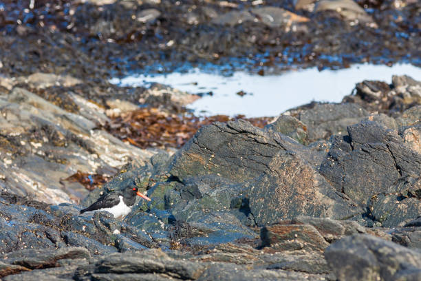 istock Oystercatcher on rocks by the sea 1170723446