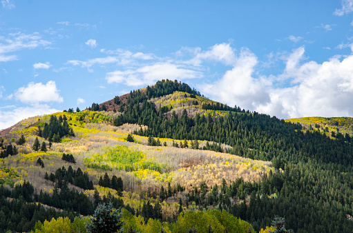 Evergreen Spruce Trees among Aspens at Peak Color in the Colorado Rocky Mountains