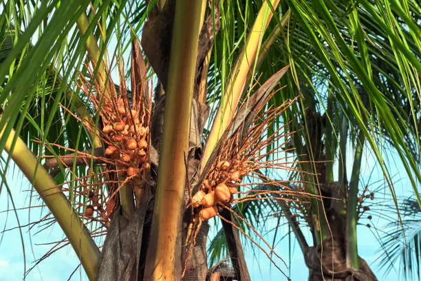 Coconut/palm tree leaves closeup with small blooming fruits of coconut. This particular species of coconut are red coloured. At East Kolkata Wetlands, a complex of natural and human-made wetlands.