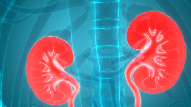 istock Human Urinary System Kidneys Anatomy 1170723888