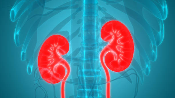 istock Human Urinary System Kidneys Anatomy 1170723911