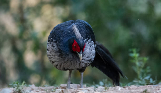 istock Khaleej Pheasant portrait shoot at Sattal 1170724267