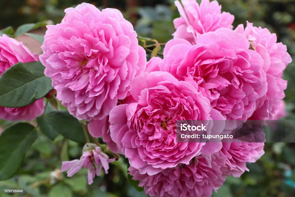 Harlow Carr Rose Harlow Carr Rose bush - variety of English rose. Botany Stock Photo