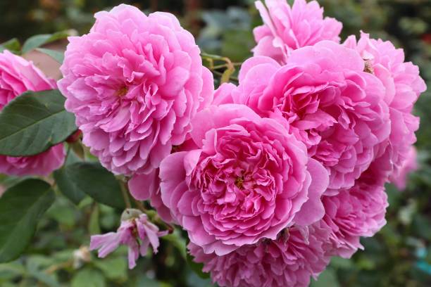 harlow carr rose - english rose imagens e fotografias de stock