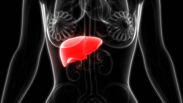 istock Female Internal Organs Liver Anatomy 1170725303