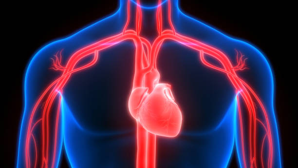 istock Human Circulatory System Heart Anatomy 1170725707