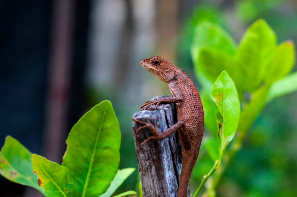 istock Oriental garden lizard. Closeup on a blur background. 1170726099