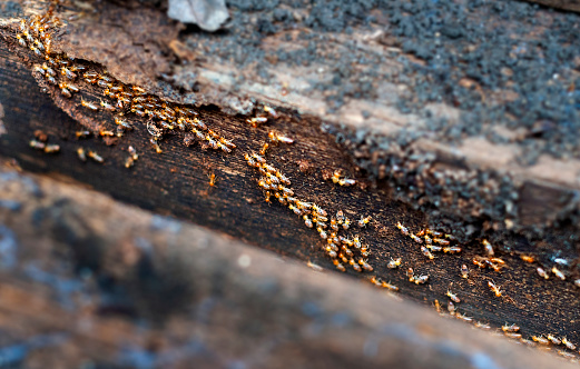 Termites is marching on old wood. Termite problem  is wood eating.