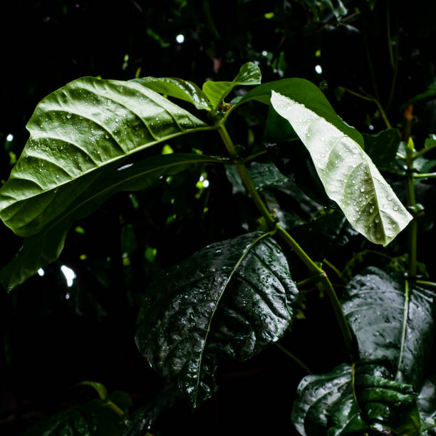 Noni tree with green leaves after the rain. Noni tree with green leaves after the rain. Commonly used as herbal medicine. noni fruit stock pictures, royalty-free photos & images