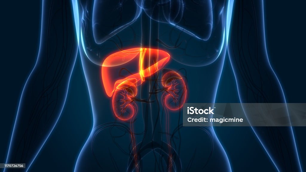 Human Liver with Urinary System Anatomy 3D Illustration of Human Liver with Urinary System Anatomy Kidney - Organ Stock Photo