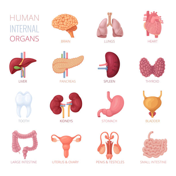 Human Internal Organs Human Internal Organs Anatomy thyroid gland stock illustrations