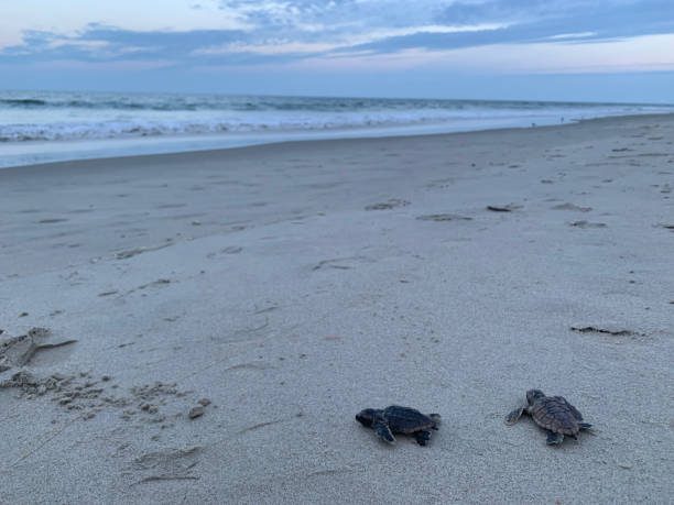 istock On the Way to the Ocean 1170727259