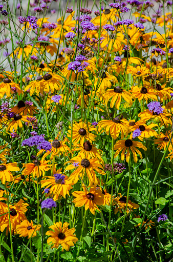 Blooming Black-eyed Susan and Verbena creates a spectacular Autumn background