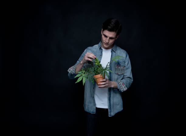 istock Handsome young man is holding a marijuana plant 1170727587