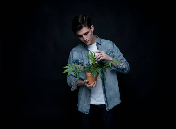 istock Handsome young man is holding a marijuana plant 1170727617