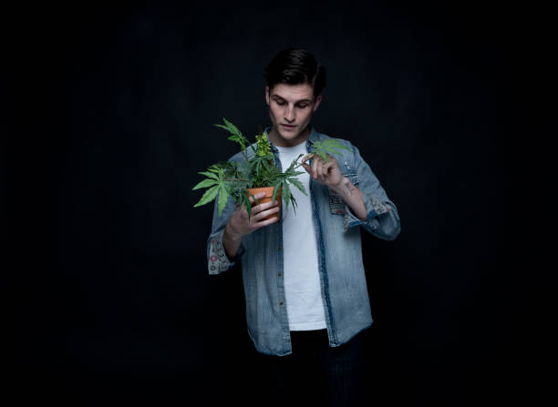 istock Handsome young man is holding a marijuana plant 1170728168