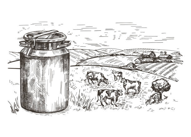 Milk can and rural landscape. Cows graze in the pasture. Milk can and rural landscape. Cows graze in the pasture. Healthy eating. Sketching graphics. farm drawings stock illustrations