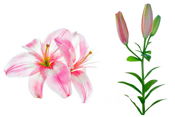 istock lily flowers isolated on white background 1170729976