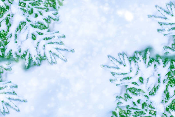 istock winter forest with snow covered trees. Coniferous branch. 1170730275