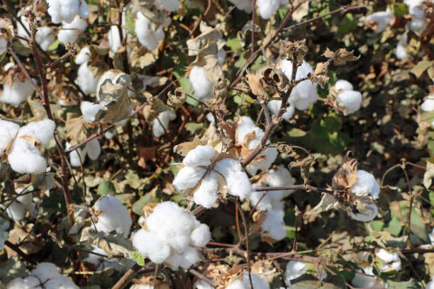 istock Cotton plants in a field 1170732877