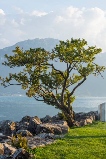 istock Single tree on shore in Montreux city, Switzerland 1170732904