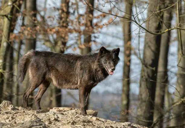 Strong black canadian timberwolf standing on a rock in the evening sunlight.