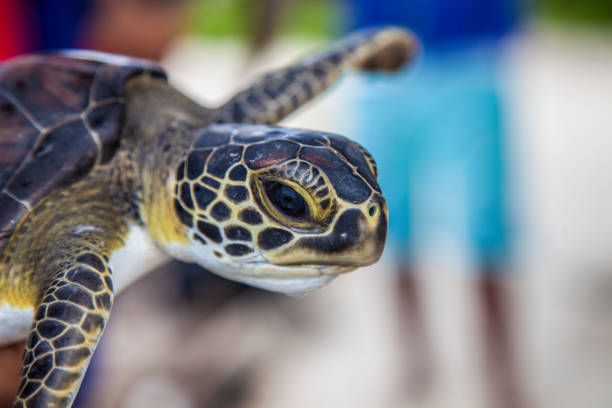 Tortuga carey