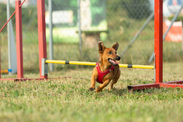 istock A young brown mixed breed dog learns to jump over obstacles in agility training. Age almost 2 years. 1170734602