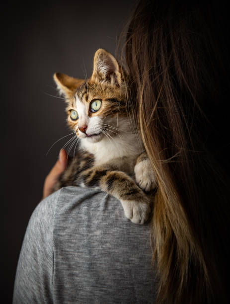 istock Kitten and the owner 1170734730