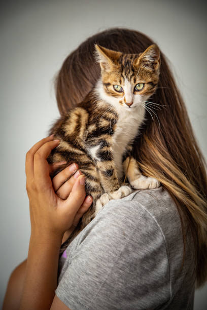 istock Kitten and the owner 1170735447