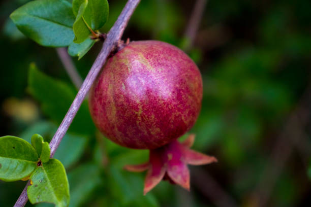 Ripe pomegranate fruit on tree branch, Ripe pomegranate fruits hanging on a tree branches green background. High resolution image gallery.