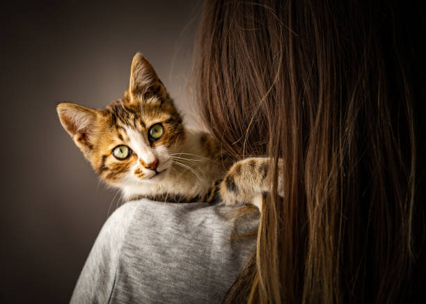 istock Kitten and the owner 1170735855