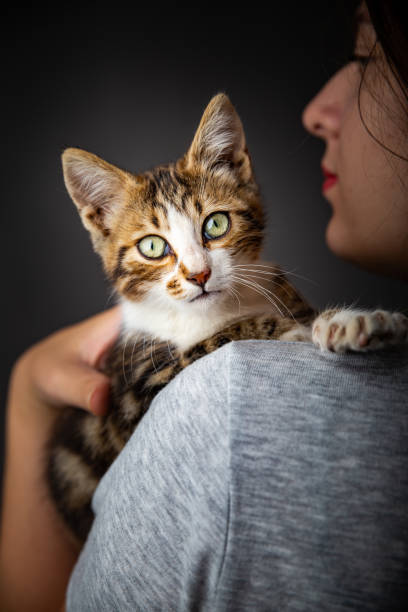istock Kitten and the owner 1170736793