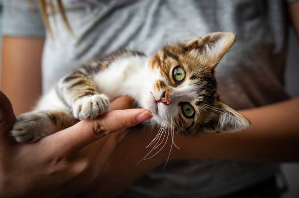 Kitten and the owner Photograph of a kitten and it's owner in a studio backdrop playing alone stock pictures, royalty-free photos & images