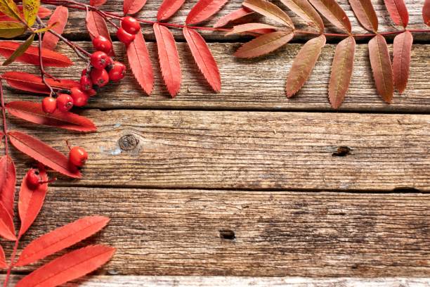istock red rowan leaves on wooden background 1170737165