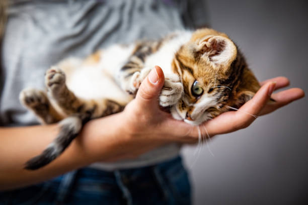 istock Kitten and the owner 1170737820