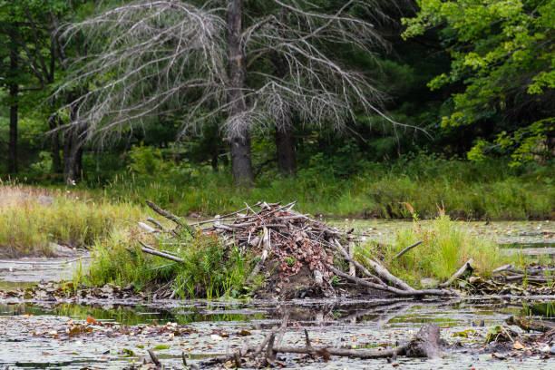 istock Beaver house on the lake by the forest 1170738611