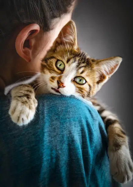 Photograph of a kitten and it's owner in a studio backdrop