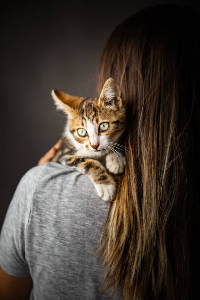 istock Kitten and the owner 1170739519