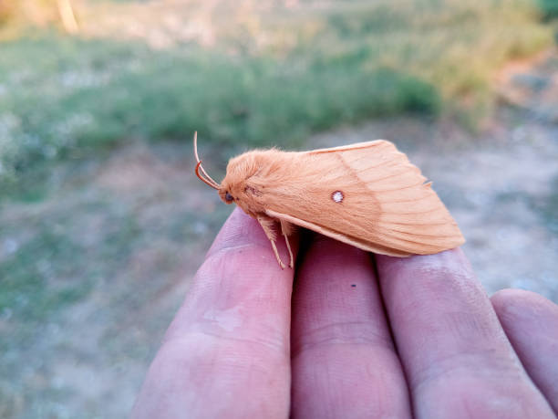 istock orange shaggy large butterfly 1170739776