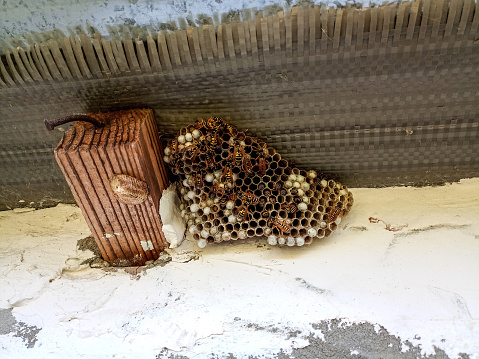 A nest of wasps polystyles under the roof of the house. Nest cells with larvae and adult wasps.