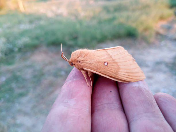 istock orange shaggy large butterfly 1170739817