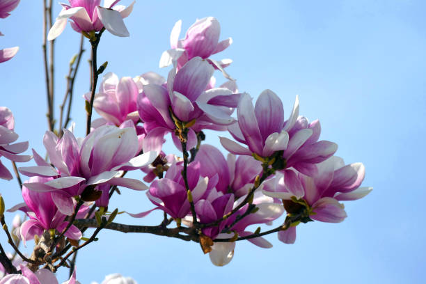 istock Magnolia tree in full bloom with white and purple flowers 1170741318