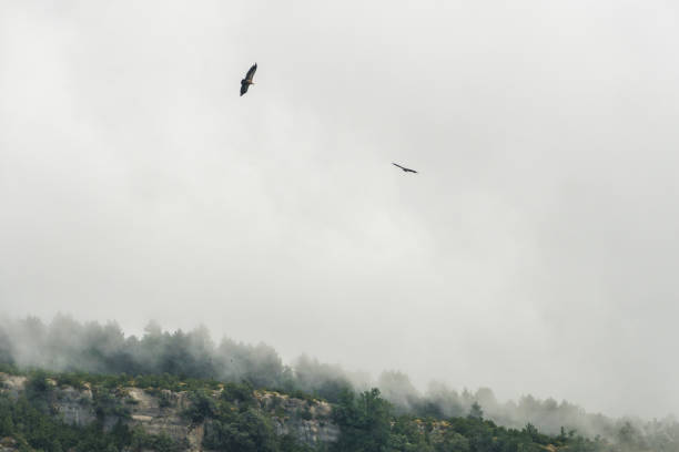 istock Vulture flying in the Ordesa and monte Perdido National Park, Spain 1170742019